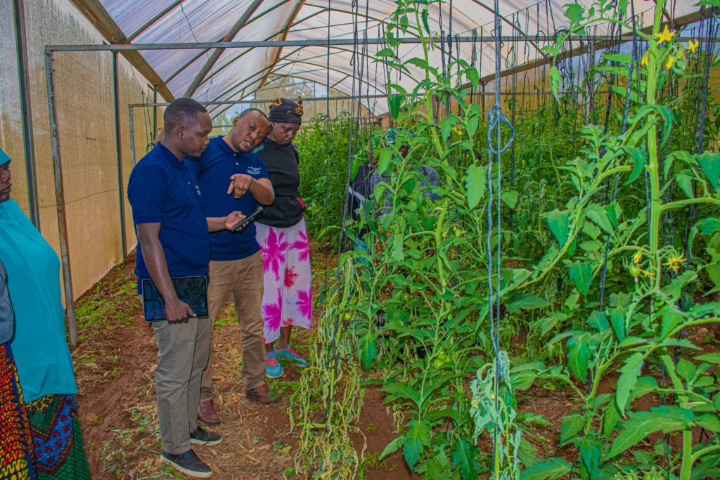 Oasis Foundation field staff reviewing tomato crops with a farmer inside a greenhouse in Siha District